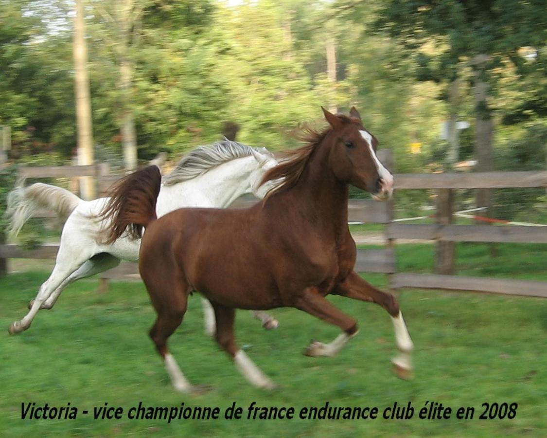 Le Ranch Amadeus Bed & Breakfast Saint-Paul-en-Born Luaran gambar