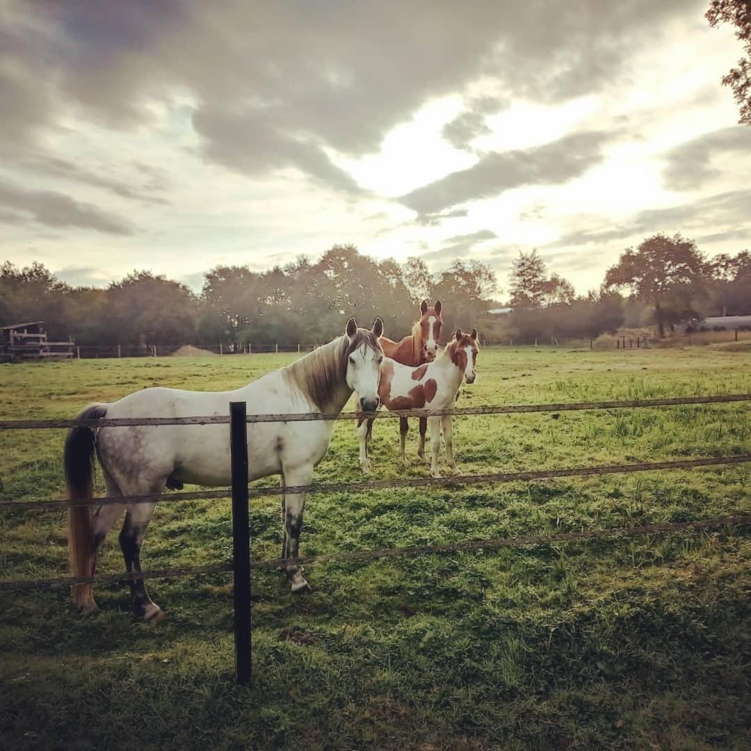 Le Ranch Amadeus Bed & Breakfast Saint-Paul-en-Born Luaran gambar